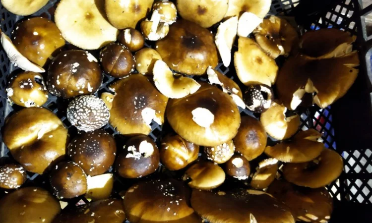 Продаю мухомор червоний і пантерний - фото № 5