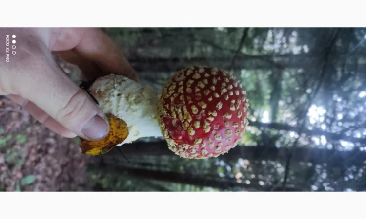 Качественные шапочки червоного мухомора на продажу - фото № 1