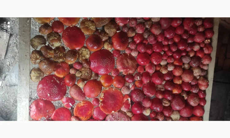 Качественные шапочки червоного мухомора на продажу - фото № 10