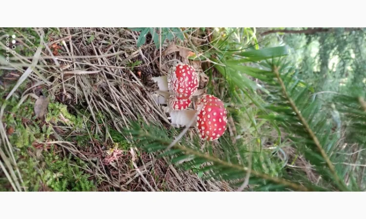 Качественные шапочки червоного мухомора на продажу - фото № 3