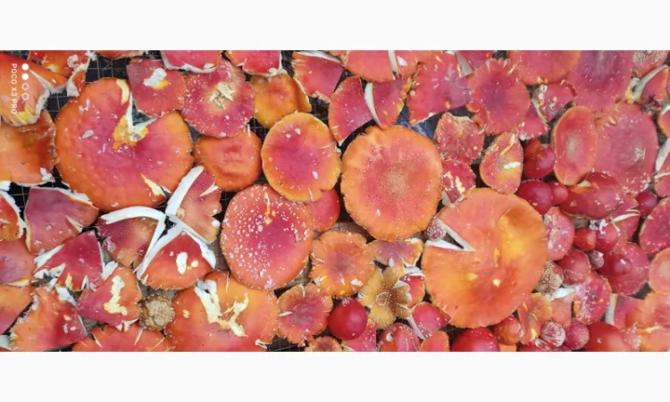 Качественные шапочки червоного мухомора на продажу - фото № 4