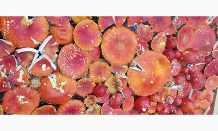 Качественные шапочки червоного мухомора на продажу - фото № 5