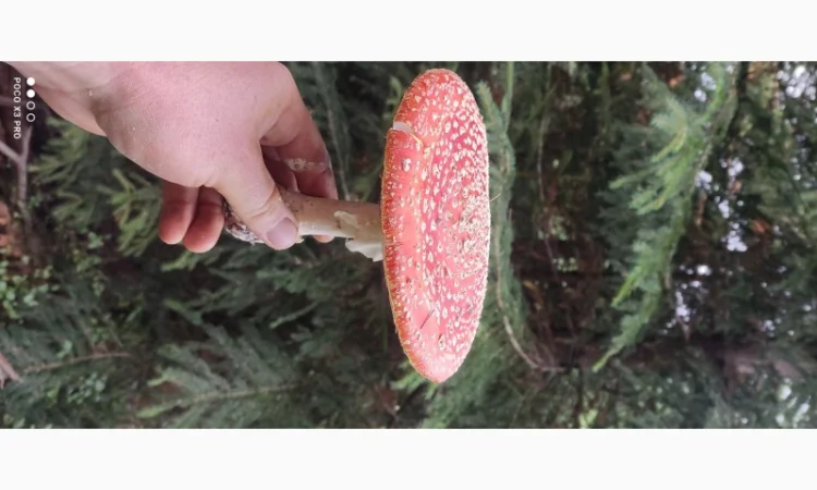 Качественные шапочки червоного мухомора на продажу - фото № 6