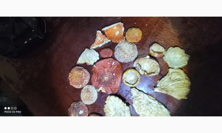 Качественные шапочки червоного мухомора на продажу - фото № 7