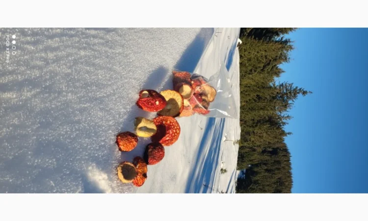 Качественные шапочки червоного мухомора на продажу - фото № 8