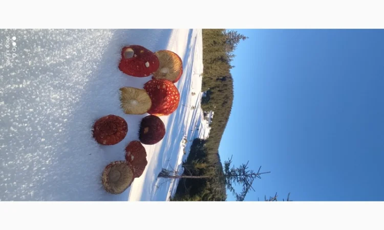 Качественные шапочки червоного мухомора на продажу - фото № 9