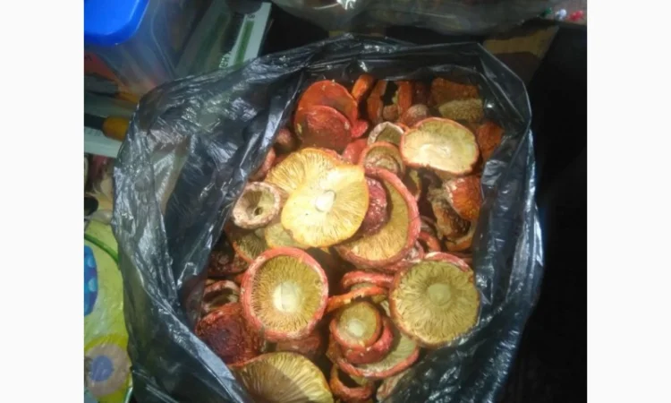 Продаж Червоні мухомори 1 та 2 сорт - фото № 1