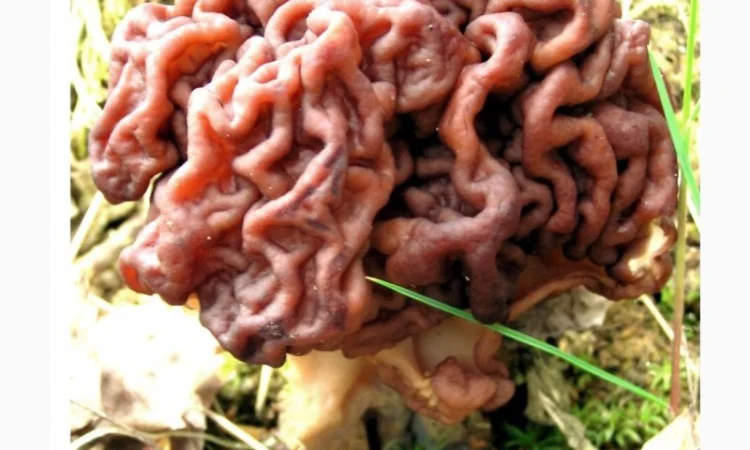 Продажа настоянки строчка - фото № 1