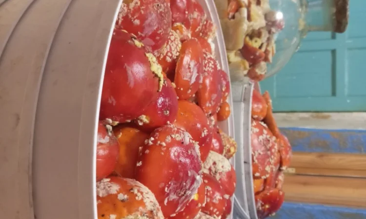 Мухомори червоні, сухі - фото № 4