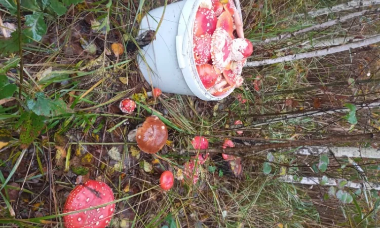 Мухомори червоні, сухі - фото № 5