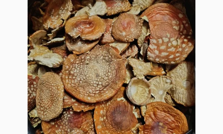 Мухомор червоний, сбор 2025 года - фото № 1