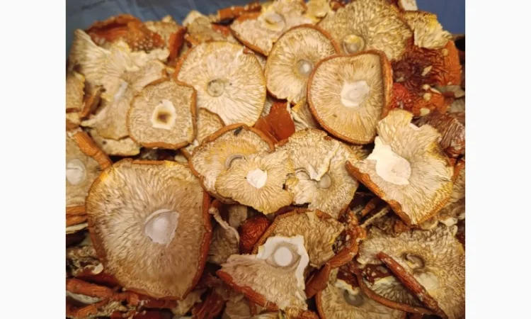 Мухомор червоний, сбор 2025 года - фото № 3