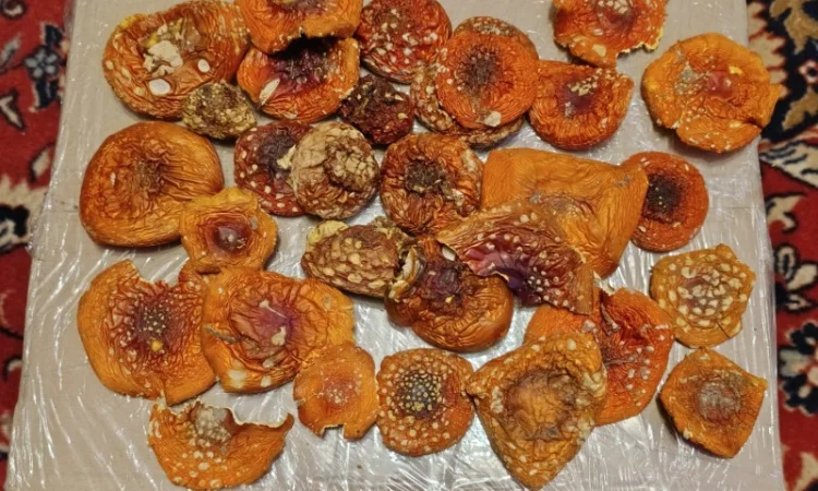 Мухомор червоний, сбор 2025 года - фото № 4