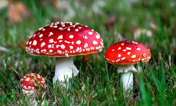 Куплю мухоморы: Красные и Королевские - фото № 1