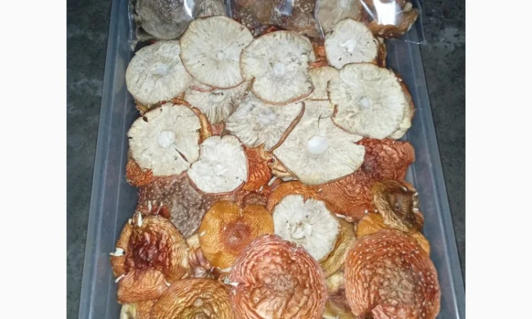 Пропонуємо сухі шляпки червоного і пантерного мухомора - фото № 1