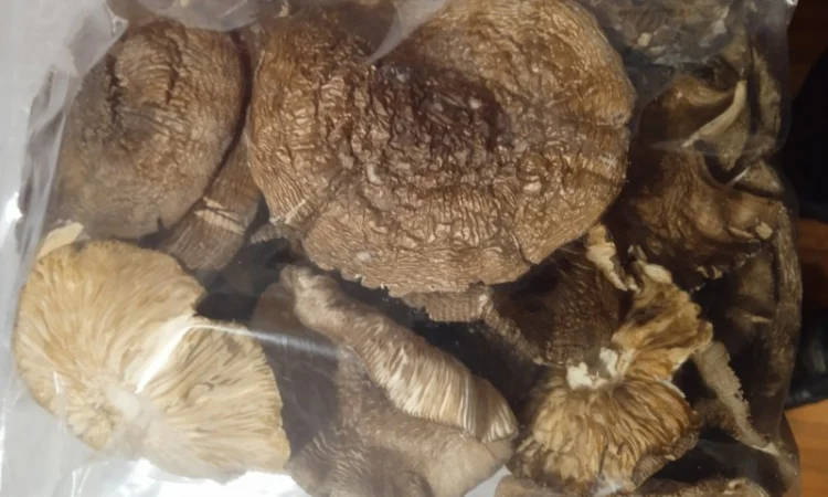 Продам сухі шляпки пантерного мухомора - фото № 1