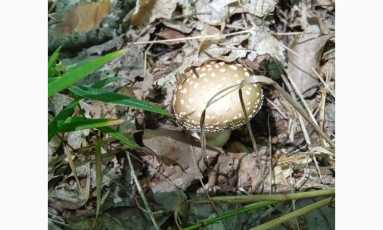 Продам сухі шляпки пантерного мухомора - фото № 2