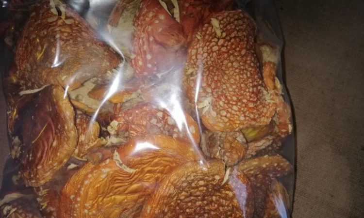 Продажа Аmanita muscaria - фото № 2