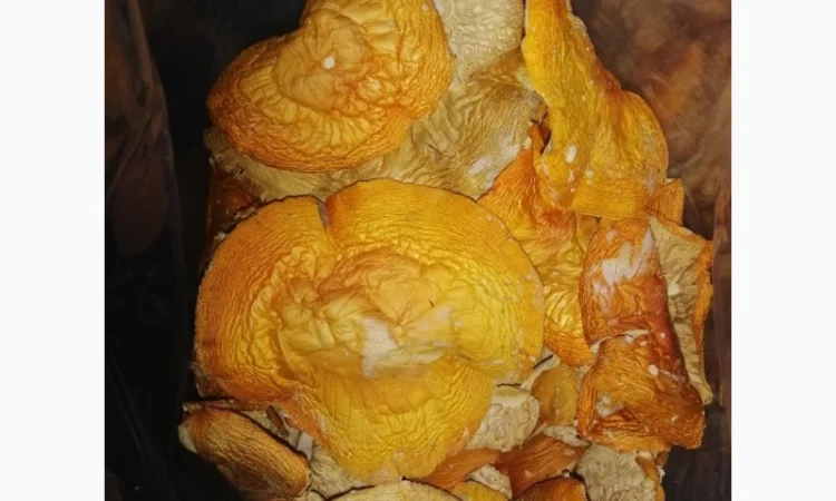 Продажа Аmanita muscaria - фото № 3