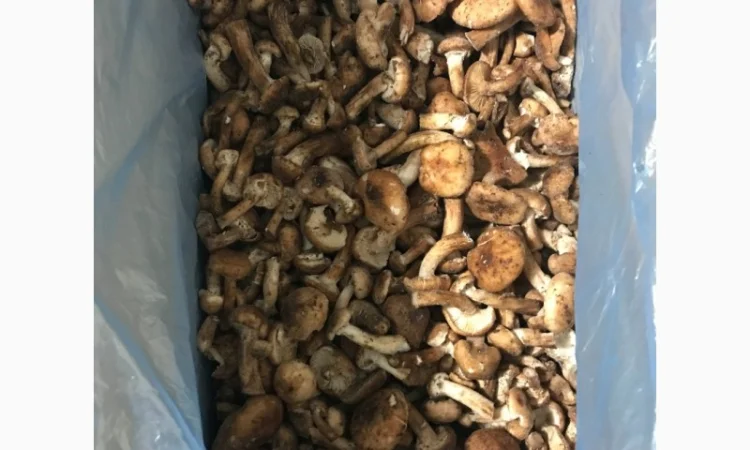 Опеньок морожений високої якості - фото № 2