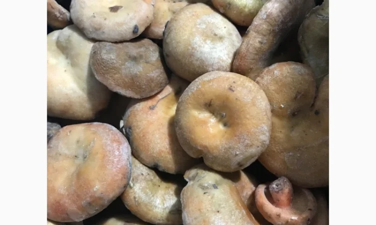 Мікс морожених грибів - фото № 3