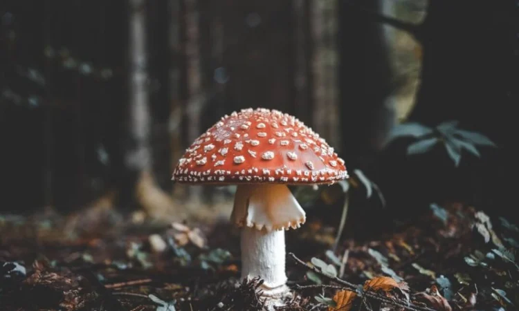 Мухомор червоний в продажу - фото № 1