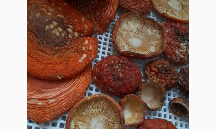 Мухомор сушений 1 сорт, нерозкриті шляпки - фото № 1