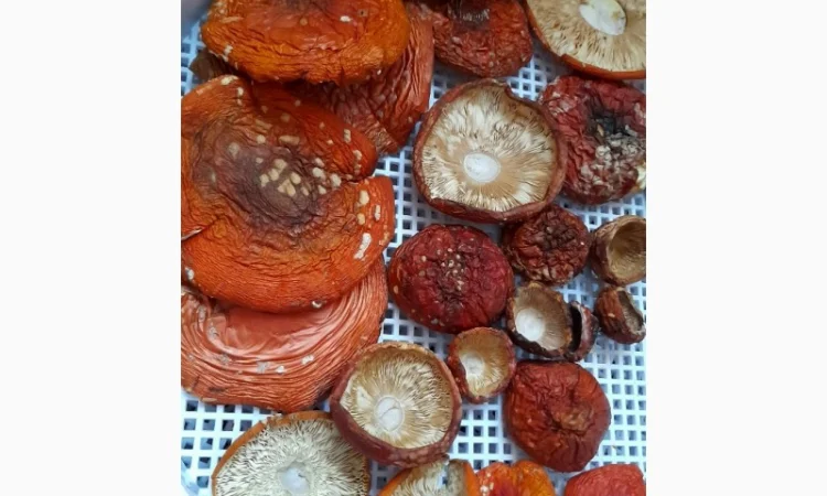 Мухомор сушений 1 сорт, нерозкриті шляпки - фото № 2