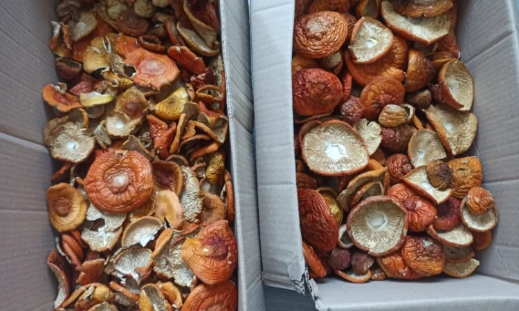 Сушені червоні мухомори оптом та в роздріб - фото № 1