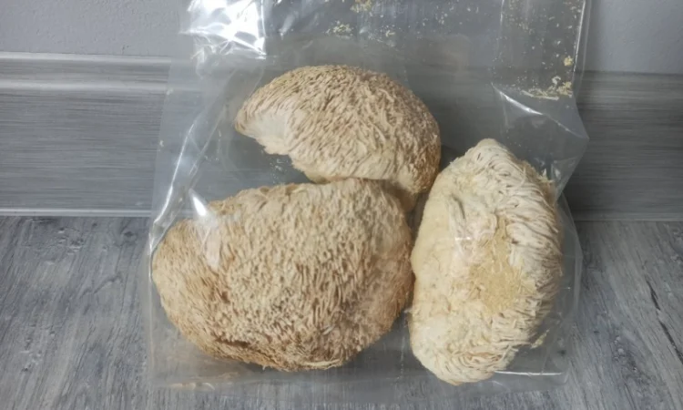 Лікувальні гриби оптом - фото № 2