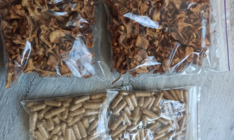 Лікувальні гриби оптом - фото № 3