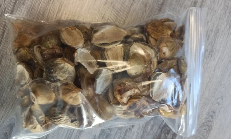 Лікувальні гриби оптом - фото № 4