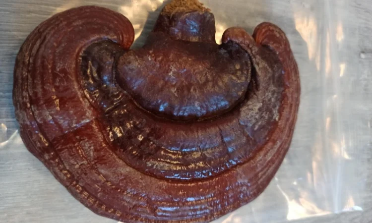 Лікувальні гриби оптом - фото № 5