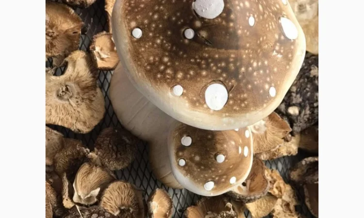 Продаю мухомор пантерний - фото № 1