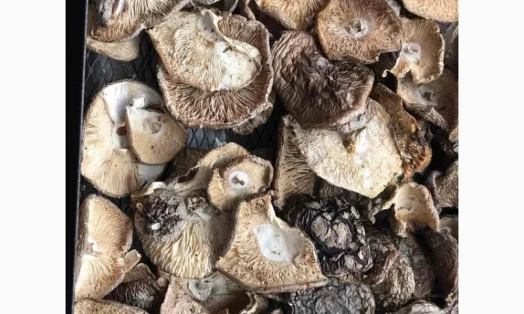 Продаю мухомор пантерний - фото № 2