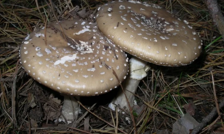 Продаю мухомор пантерний - фото № 3