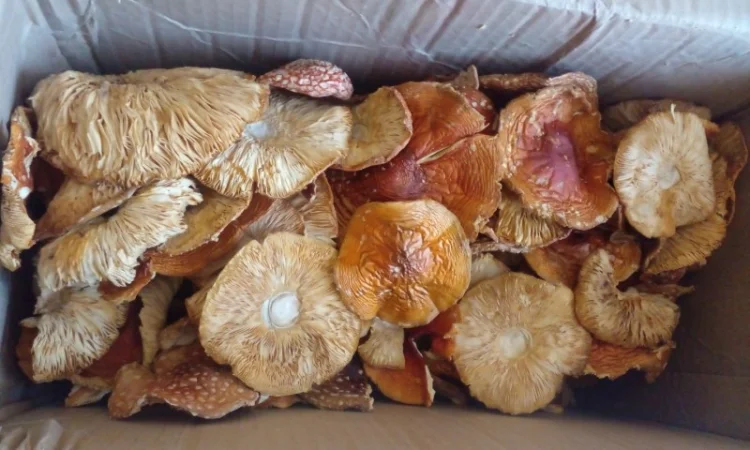 Сушеные шляпы красного мухомора - фото № 2