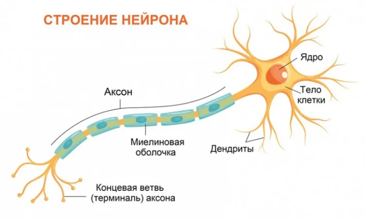 ЭКСТРАКТ ЕЖОВИКА ГРЕБЕНЧАТОГО в порошке Ежевик Герициум Львиная грива - фото № 3