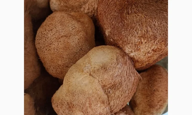 ЭКСТРАКТ ЕЖОВИКА ГРЕБЕНЧАТОГО в порошке Ежевик Герициум Львиная грива - фото № 4