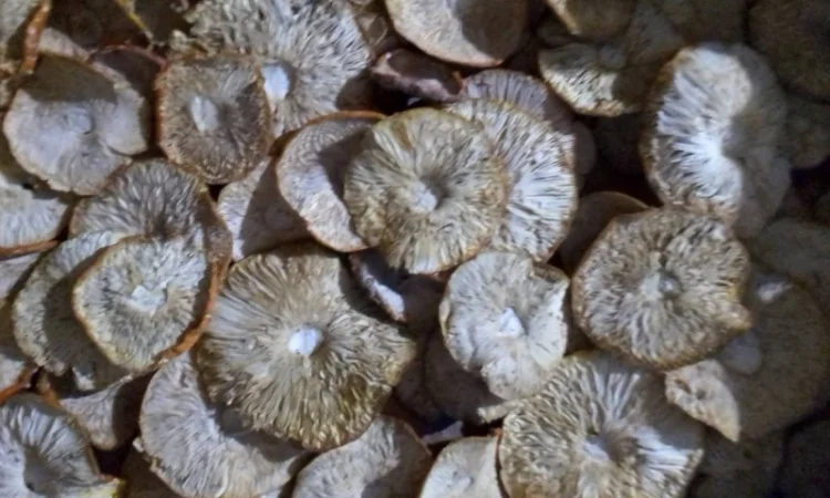 Продаю мухомор красный сухой - фото № 1