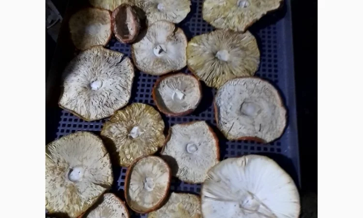 Продаю мухомор красный сухой - фото № 2