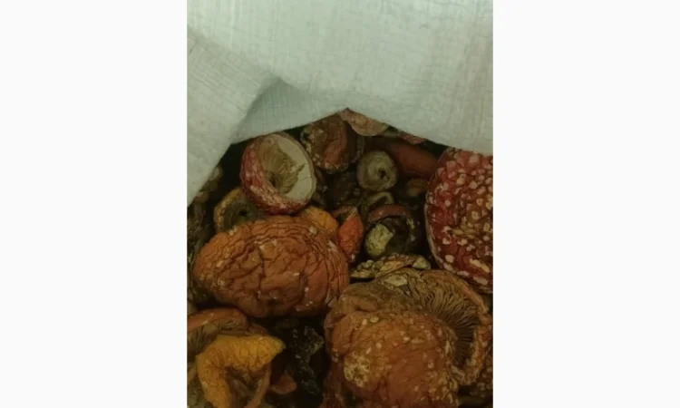 Сушені гриби мухомор на продаж - фото № 1