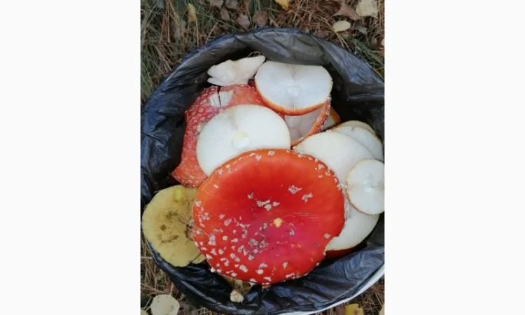 Сушеный Красный Мухомор на продажу - фото № 1