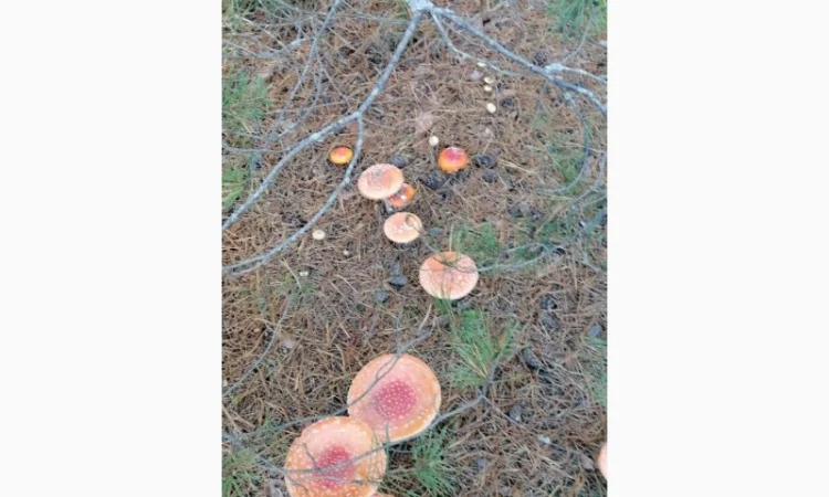 Сушеный Красный Мухомор на продажу - фото № 4