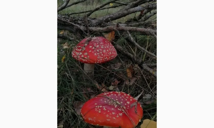 Сушеный Красный Мухомор на продажу - фото № 5