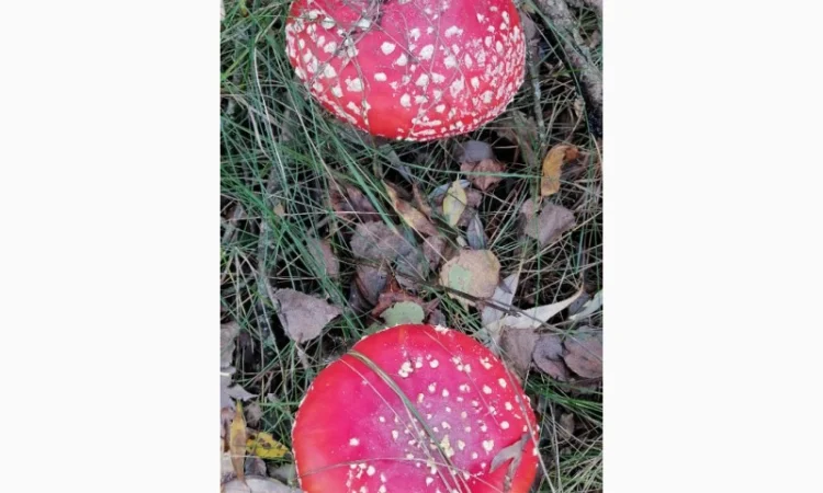 Сушеный Красный Мухомор на продажу - фото № 6