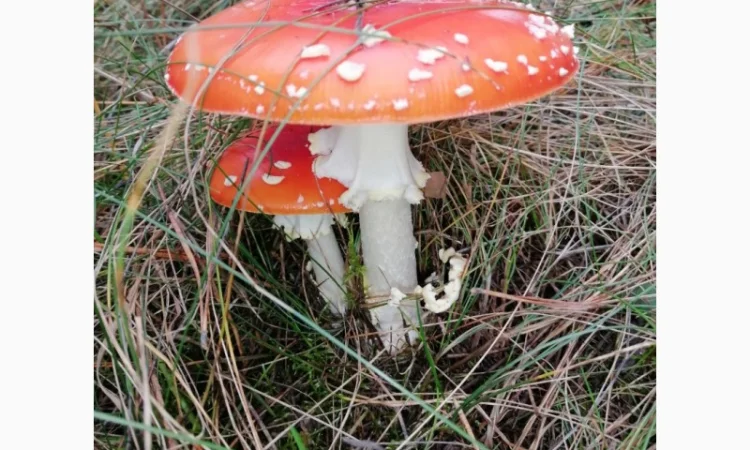 Сушеный Красный Мухомор на продажу - фото № 7