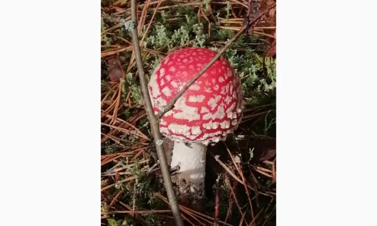 Сушеный Красный Мухомор на продажу - фото № 8