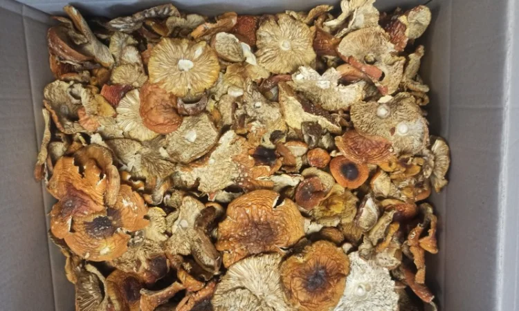 Червоні мухомори на продаж - фото № 1