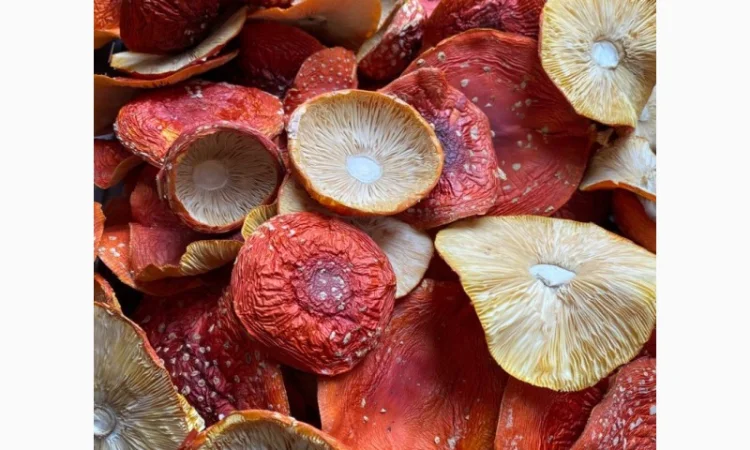 Сушені мухомори, 1-й сорт - фото № 1